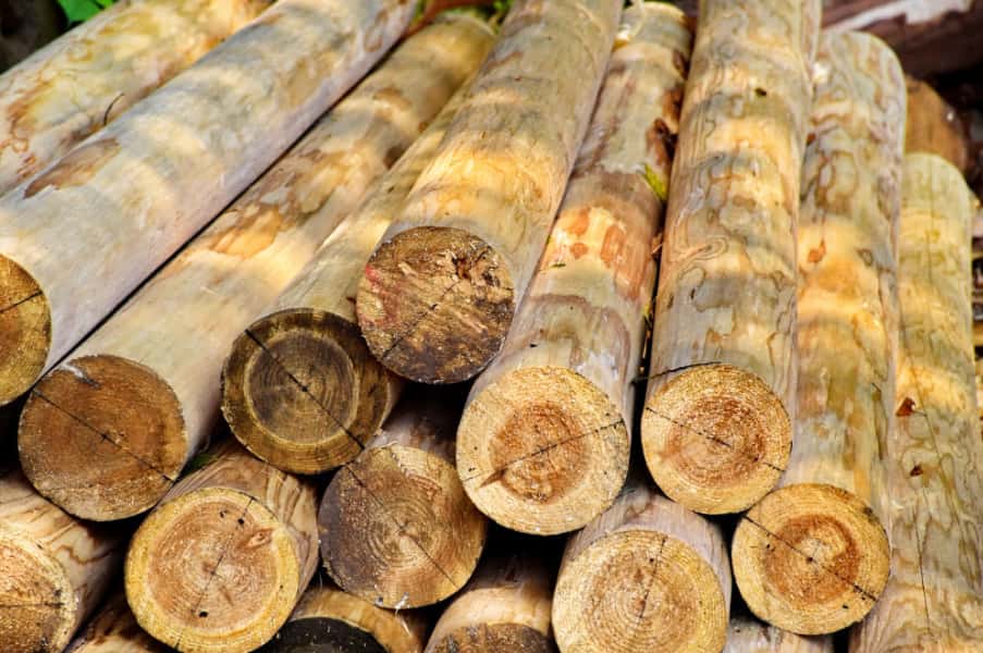 Tábuas de pinus tratada: conheça o fornecedor ideal em São Paulo
