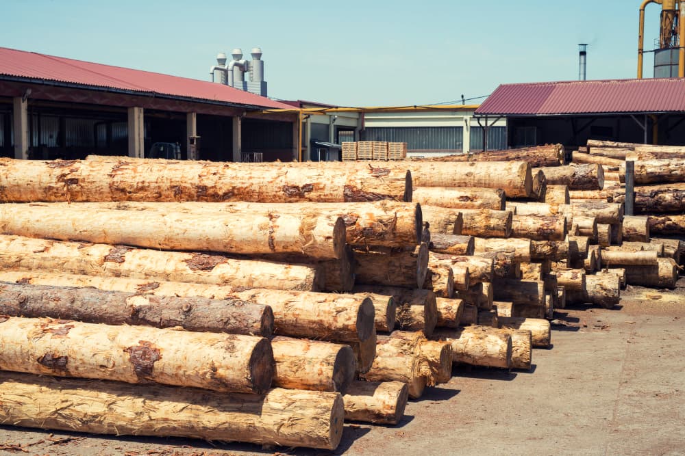Descubra a diferença entre pinus e eucalipto para economizar na obra 